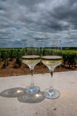 Tasting of white dry wine made from Chardonnay grapes on grand cru classe vineyards near Puligny-Montrachet village, Burgundy, France