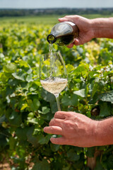Tasting of white dry wine made from Chardonnay grapes on grand cru classe vineyards near...