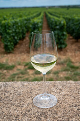 Tasting of white dry wine made from Chardonnay grapes on grand cru classe vineyards near Puligny-Montrachet village, Burgundy, France