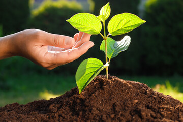 Woman taking care of beautiful green seedling in soil outdoors, closeup. Planting tree
