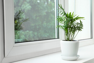 Chamaedorea palm in pot on windowsill indoors, space for text. House plant