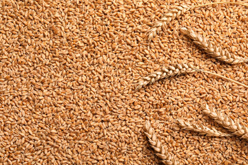 Spikelets on heap of wheat grains, flat lay. Space for text