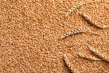 Spikelets on heap of wheat grains, flat lay. Space for text