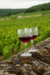 Tasting of red dry pinot noir wine in glass on premier and grand cru vineyards in Burgundy wine making region, France