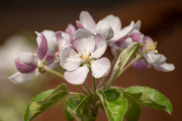 Blossom of apple tree on fruit orchard