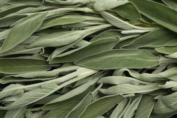 Fresh green sage leaves as background, top view