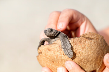 Tortugas recién nacidas listas para ser liberadas en la costa.