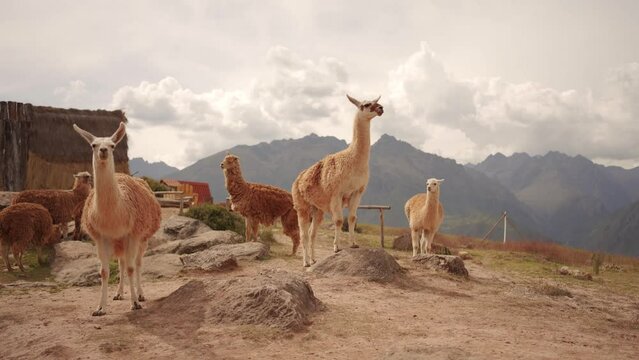Pack of alpacas in peruvian mountains 