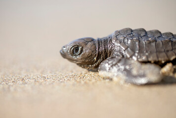 Obraz premium Tortuga bebe.