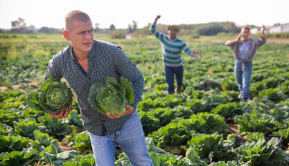 Adult man stealing savoy cabbage on farm field, fearfully running from angry farmers