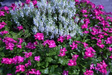 Madagascar periwinkle flowers. Apocynaceae annual plants. Blooms from May to November.