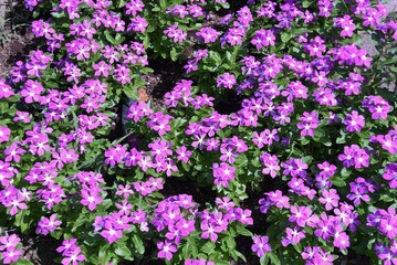 Fototapeta premium Madagascar periwinkle flowers. Apocynaceae annual plants. Blooms from May to November.