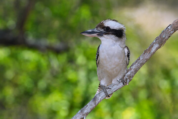 Adult Australian Laughing Kookaburra perched tree branch  resting green blurry bokeh background copy space