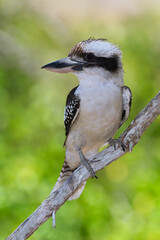 Adult Australian Laughing Kookaburra -Dacelo novaeguineae- perched resting green blurry bokeh background 