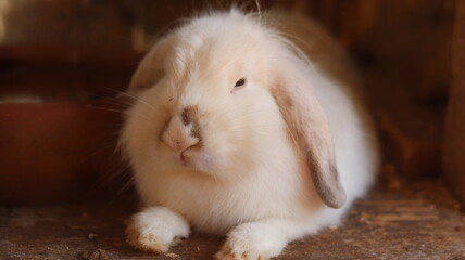 Fluffy and fluffy white rabbit - Furball Bunny