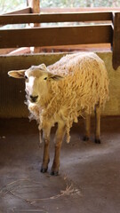 White sheep in the corral. Young sheep with plenty of wool.