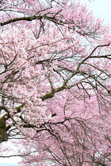 Obraz na płótnie Canvas Bloom, Tree, Spring