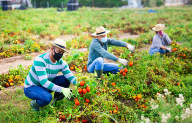 Farmers in protective masks together harvest tomatoes on farm field
