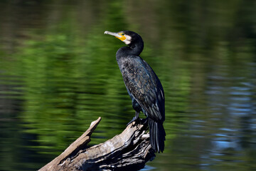 Australian adult Great Cormorant -Phalacrocorax carbo- resting on an old log in a lagoon...