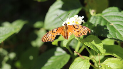 Monarch butterfly, Orange and black butterfly perched on white flowers.