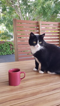 Cat and a cup on the table in a backyard