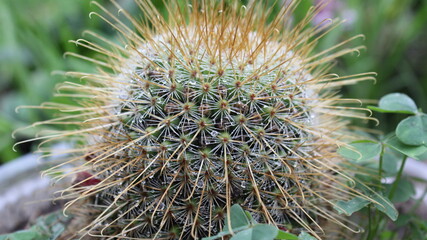 Cactus de forma esferica