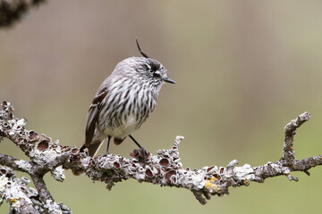  Small bird with forelock