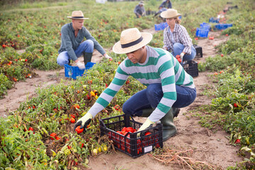 Hired worker harvesting ripe tomatoes on the farm field