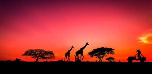 Fototapeta na wymiar Traveler Man Silhouette on Jeep.Panorama africa with sunset. Amazing sunset and sunrise. Tree silhouetted against a setting sun. Safari theme. Giraffes , Lion , Rhino. Kenya safari.