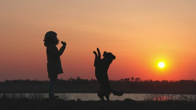A girl in a jacket trains a guard dog of the Rottweiler breed against the backdrop of a lake and sunset