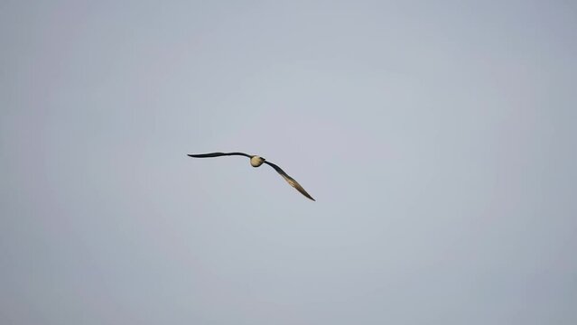 A lonely bird flaps its wings and flies against the sky. Cool shots of birds in slow motion