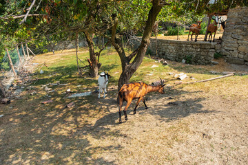 Domestic goats in a farm of the hilly area of Oltrepo Pavese (Pavia Province) between the borders of Lombardy, Piedmont and Emilia Romagna Regions (Northern Italy).