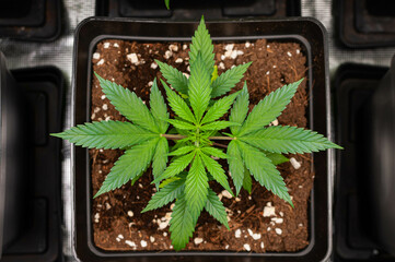 cannabis plants in vegetative stage