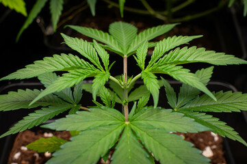 Fototapeta na wymiar cannabis plants in vegetative stage