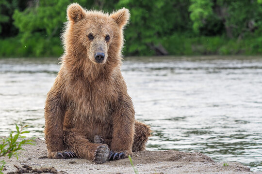 Kamchatka, cub of brown bear (Ursus arctos beringianus) on the Kuril Lake (Kamchatka Peninsula, Russia).