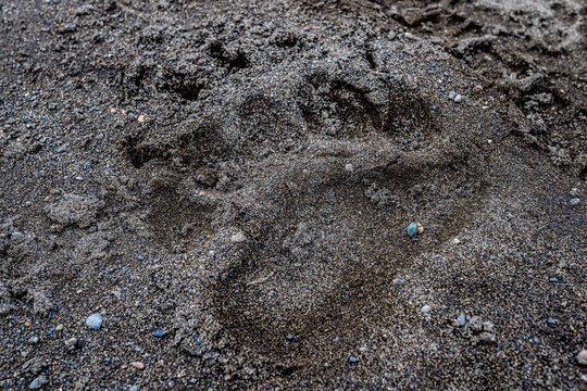 A detailed bear paw print in damp soil, showing sharp claw marks, indicating recent wildlife activity in a natural habitat.