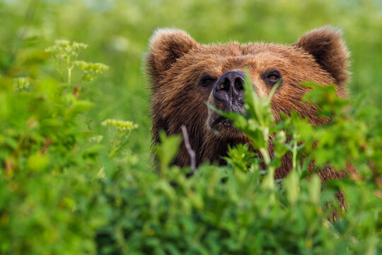 Brown bear portrait (Ursus arctos beringianus) on the Kuril Lake (Kamchatka Peninsula, Russia).