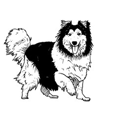 Shetland-Sheepdog vector hand drawing illustration in black color isolated on white background
