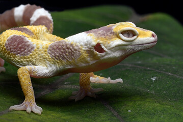 Close-up photo of a leopard gecko with unique eyes