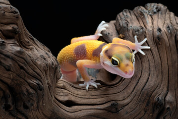 Close-up photo of a leopard gecko with unique eyes