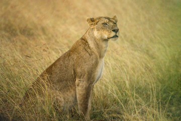female lion walking in savanna grassland in Masai Mara