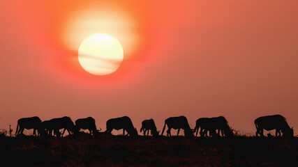 silhouette of herd of wildebeest standing together during sunset at Masai Mara National Reserve Kenya