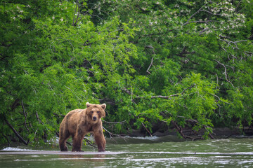 brown bear in water