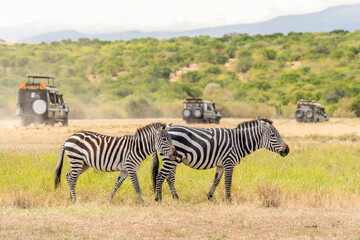 Fototapeta na wymiar zebra standing in savanna grassland with background of safari tourist car at Masai Mara National Reserve Kenya