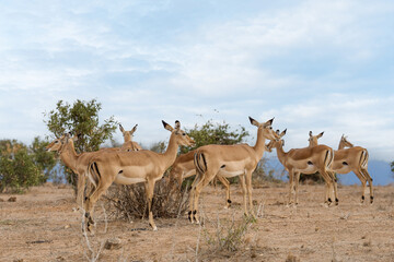 herd of Antelope Thompson at Masai Mara National Reserve Kenya