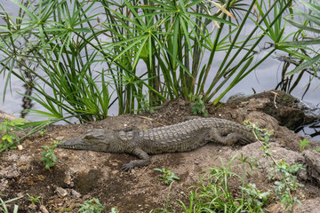 Naklejka na ściany i meble baby nile crocodile lying on rock at Mzima springs tsavo west national park Kenya