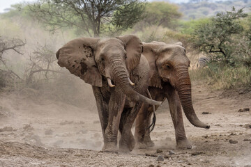 African elephants standing together at Amboseli national park Kenya