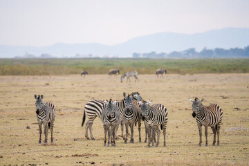 Fototapeta na wymiar herd of zebra walking and eating grass in Savanna grassland at Masai Mara