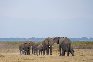 herd of African elephants standing together at Amboseli national park Kenya