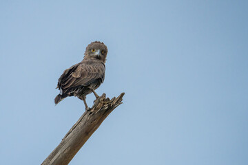 hawk standing on dead wood with background of blue sky at lake nakuru national park Kenya